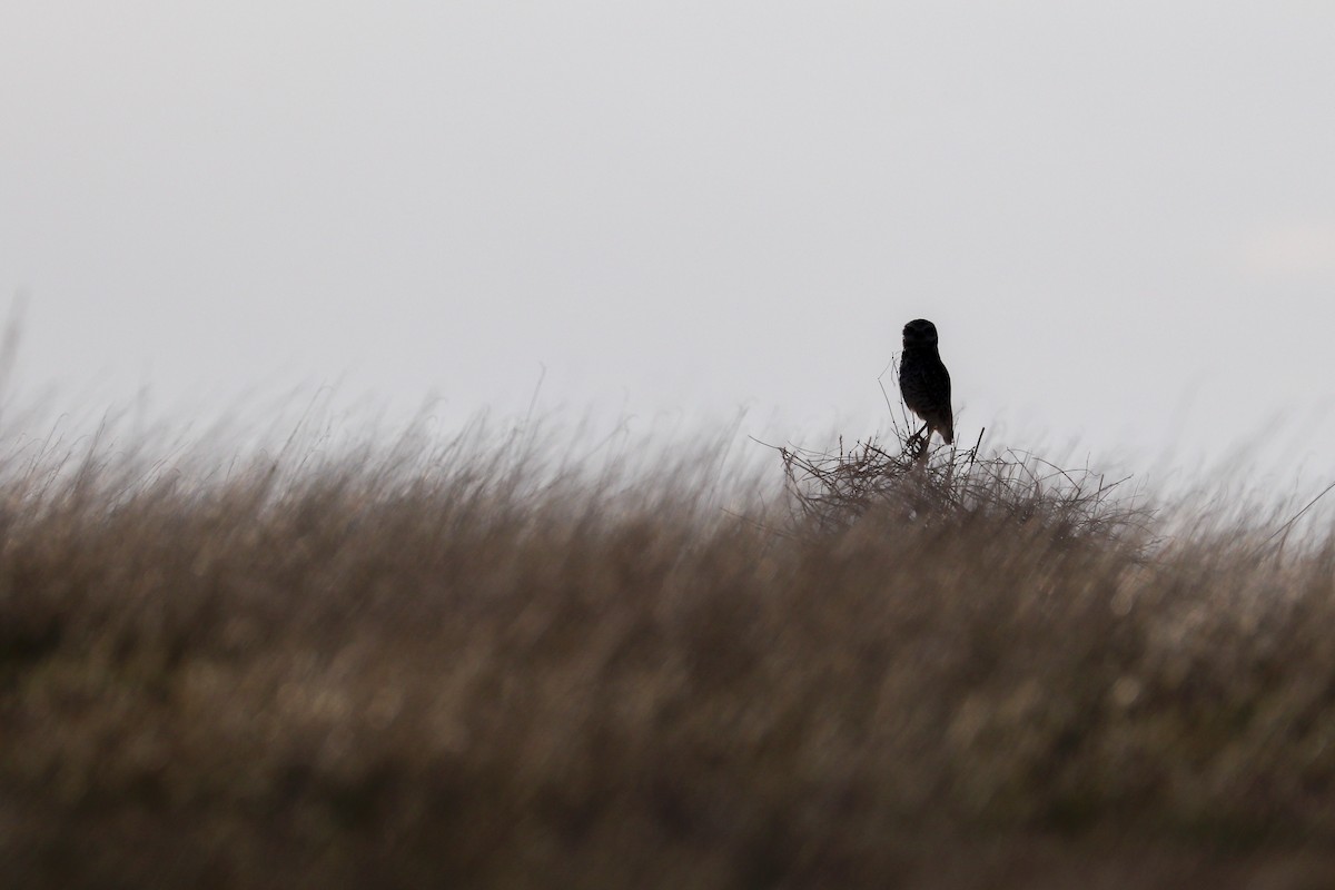 Burrowing Owl - ML620183875