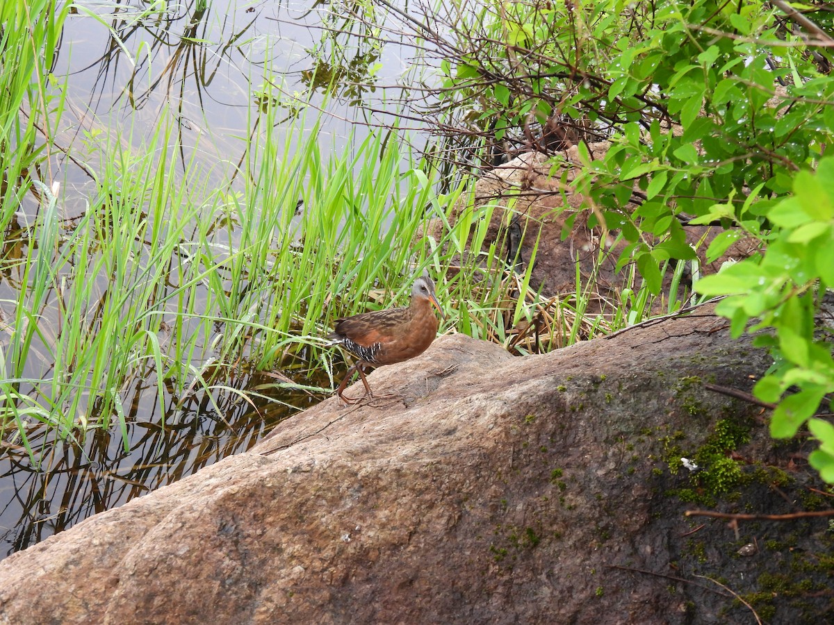 Virginia Rail - ML620183879