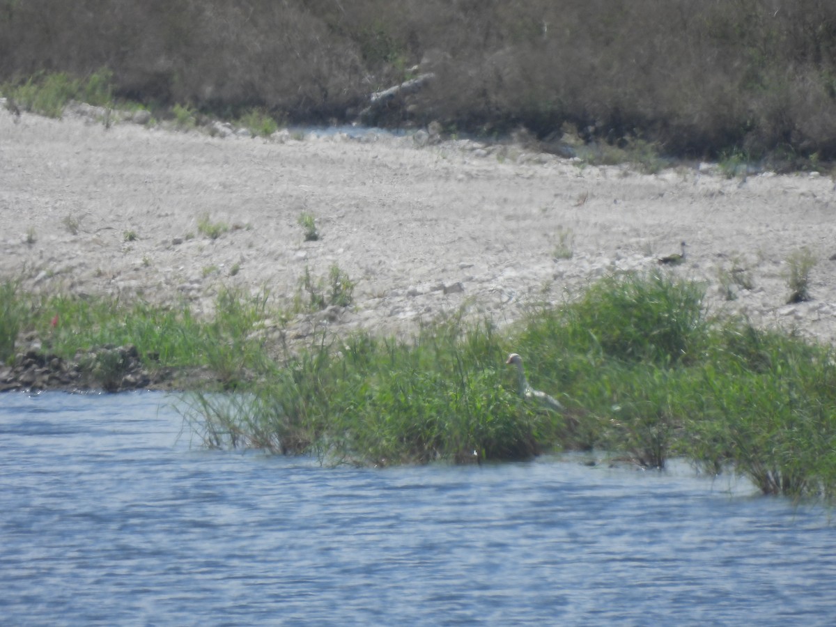 Snow Goose - ML620183880