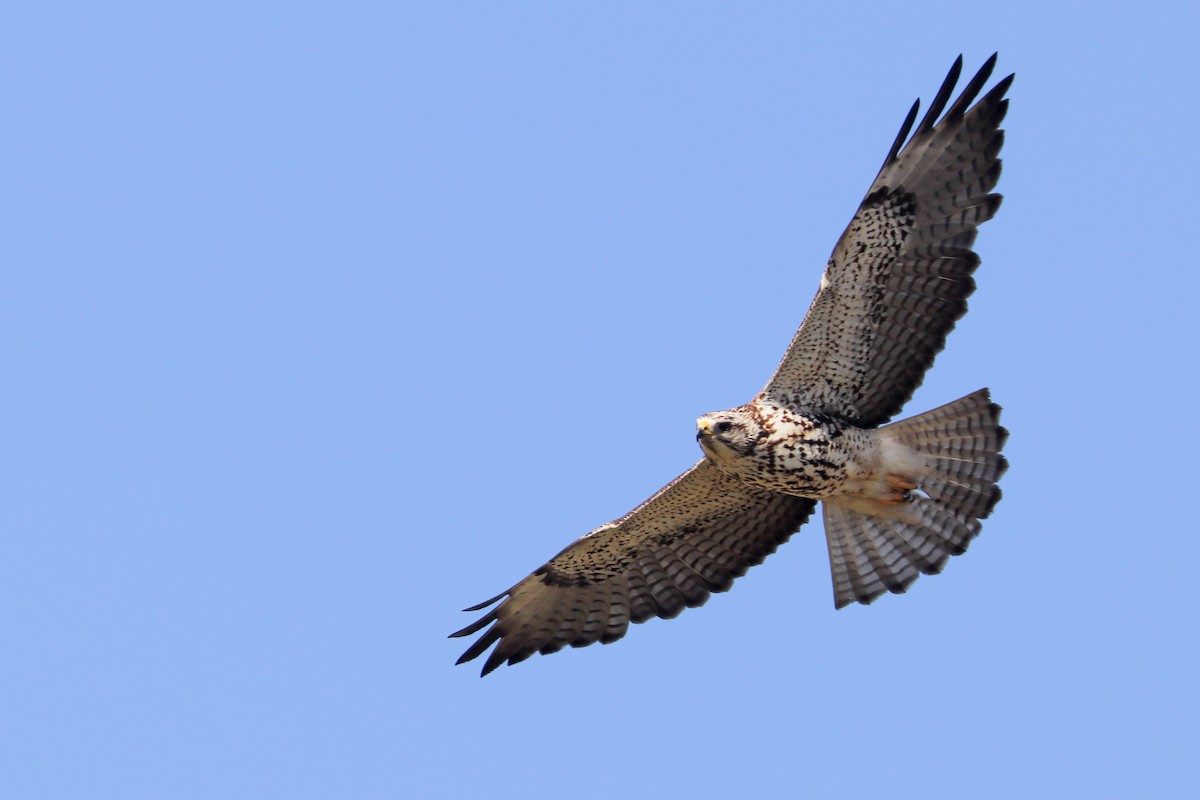 Swainson's Hawk - ML620183882