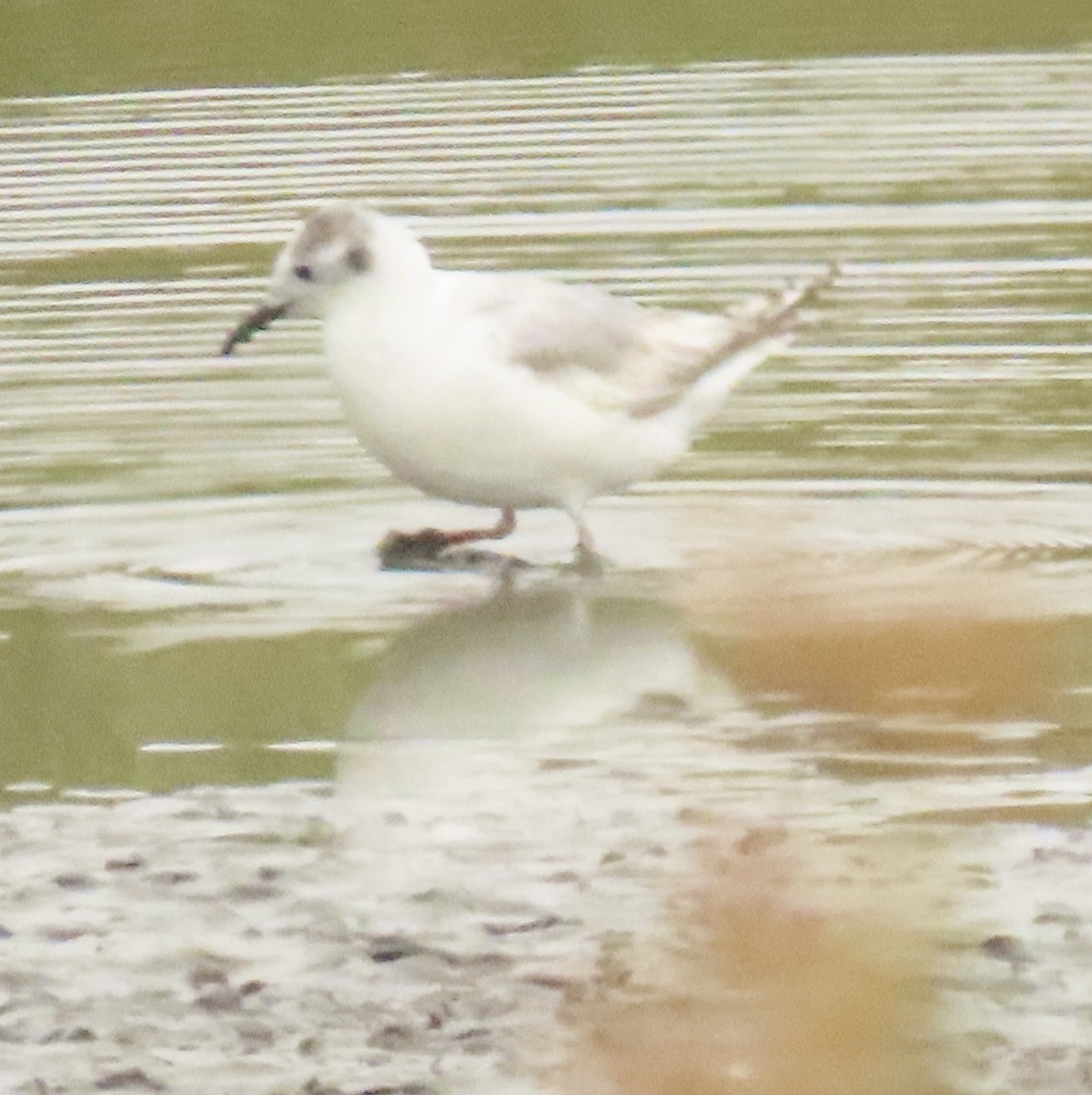 Bonaparte's Gull - ML620183889