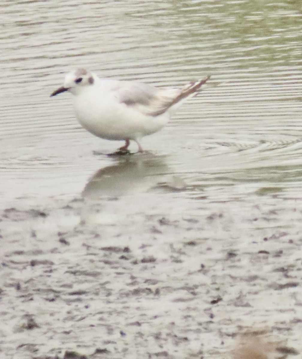 Bonaparte's Gull - ML620183891