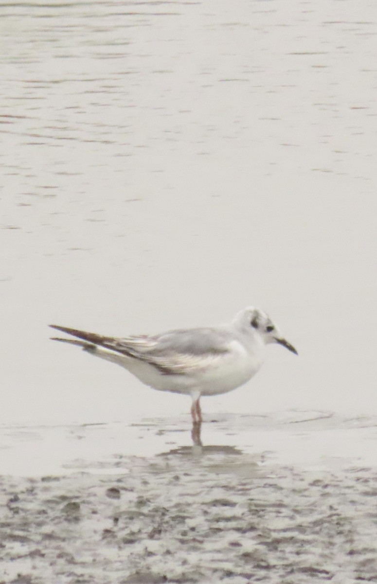 Bonaparte's Gull - ML620183892