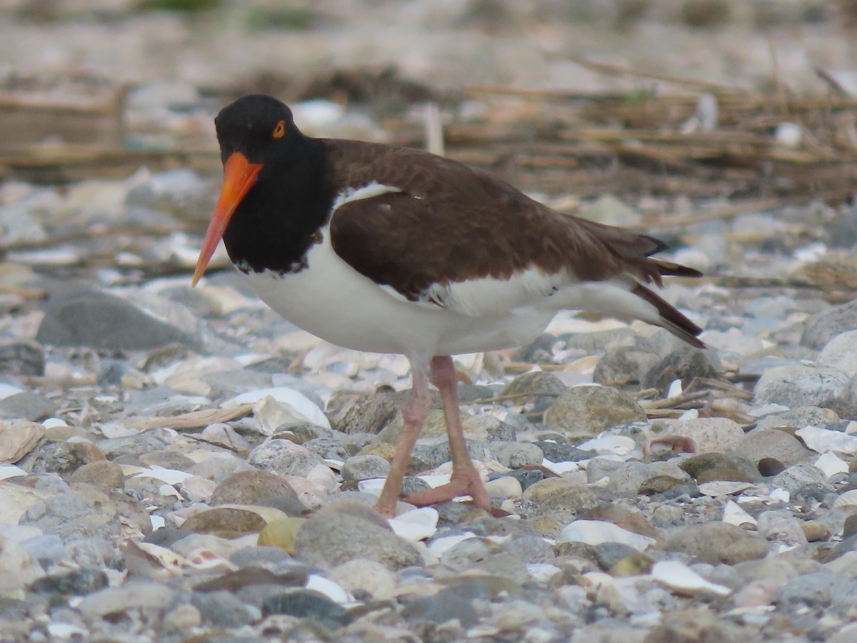 American Oystercatcher - ML620183898