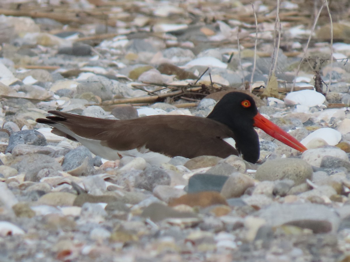 American Oystercatcher - ML620183899