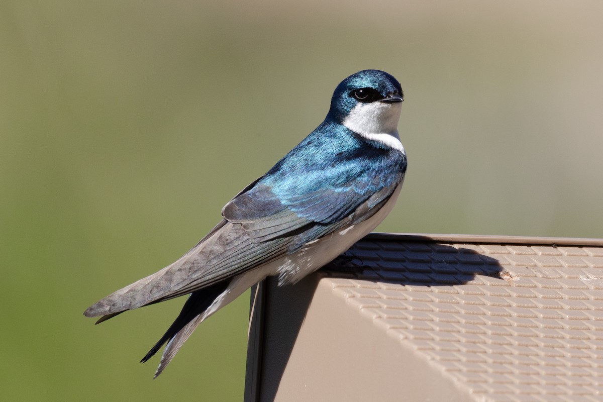 Golondrina Bicolor - ML620183900