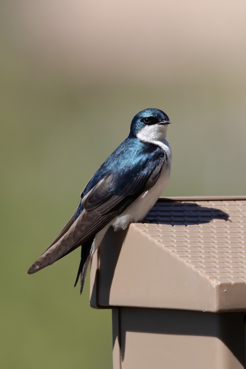 Tree Swallow - Yuanhang Zhao