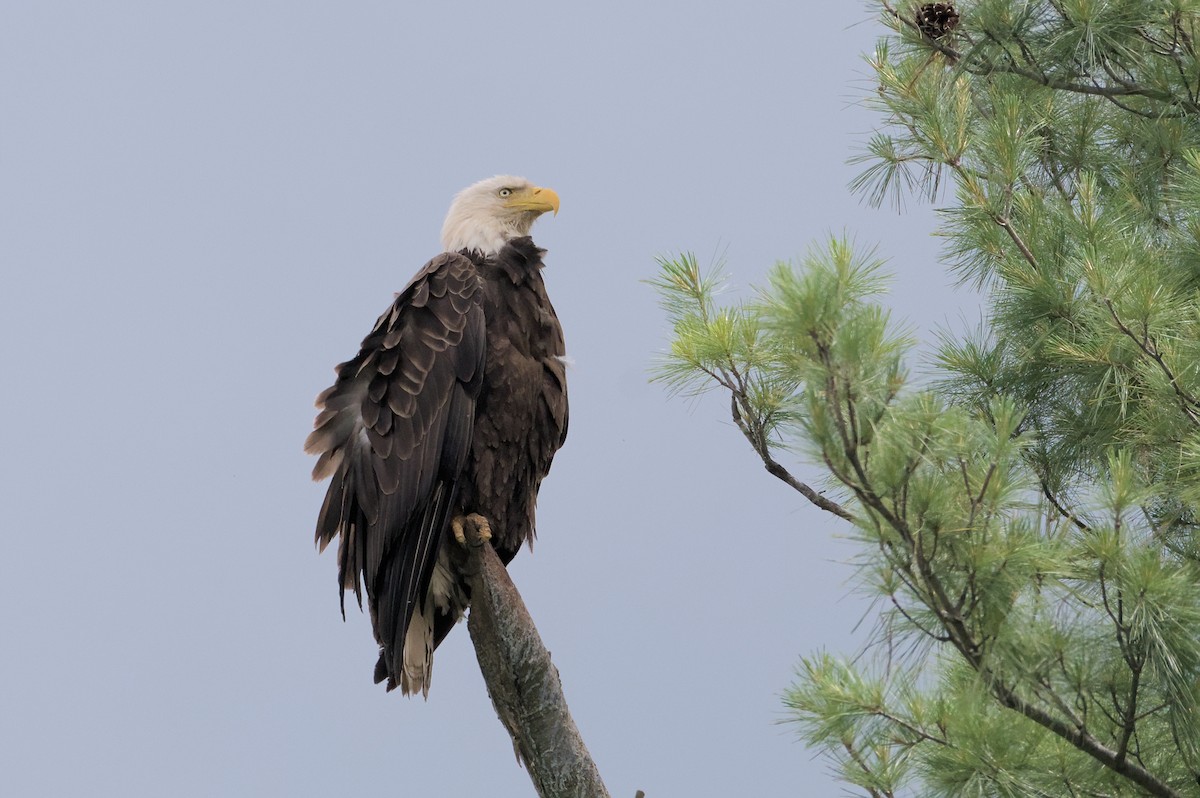 Bald Eagle - ML620183902