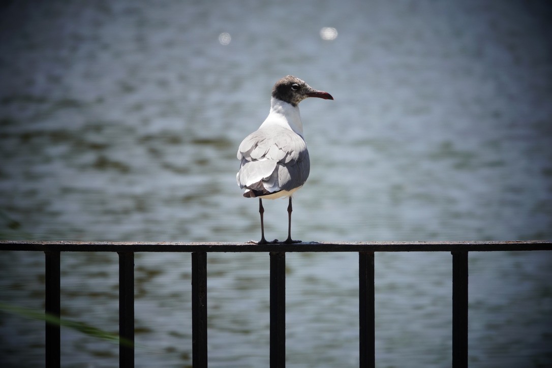 Mouette atricille - ML620183908