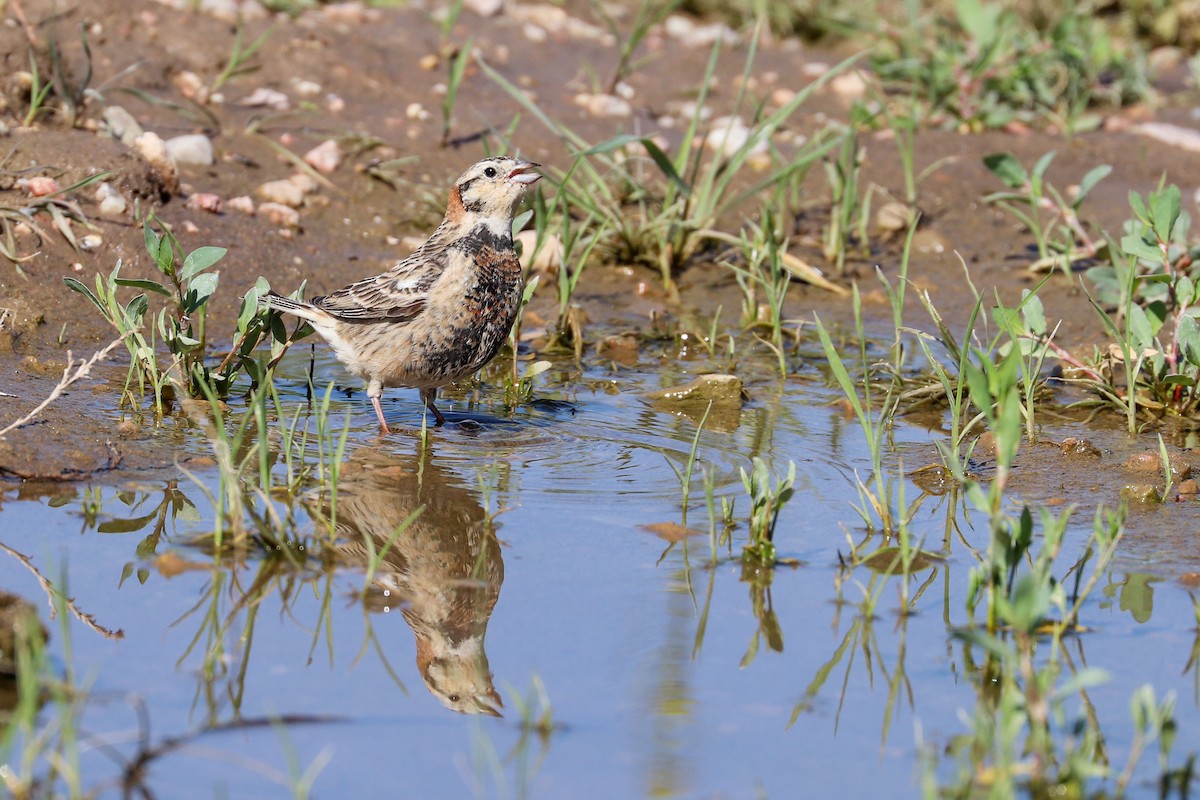 Chestnut-collared Longspur - ML620183912