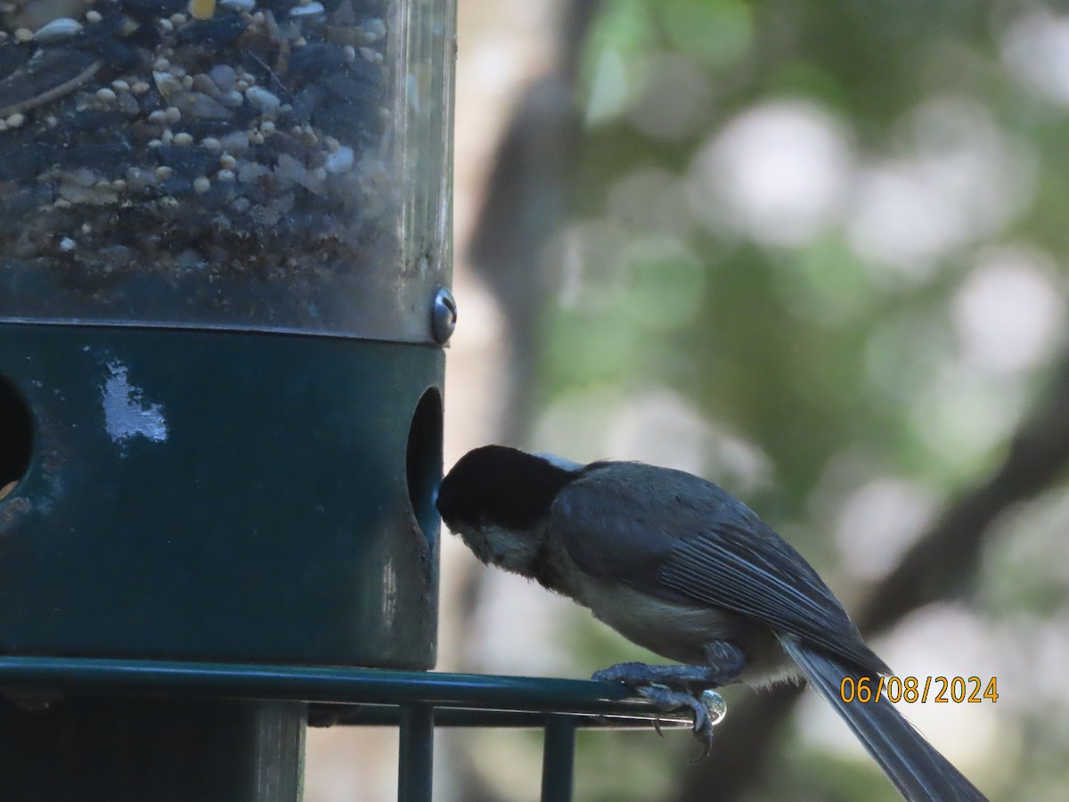 Carolina Chickadee - ML620183915