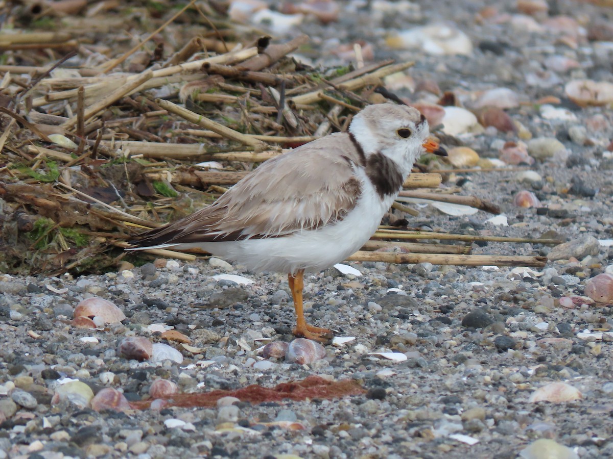 Piping Plover - ML620183917