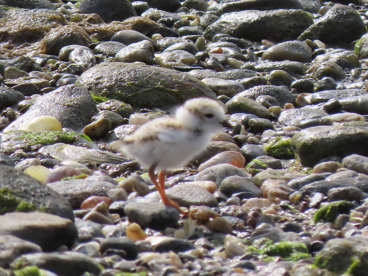 Piping Plover - ML620183918