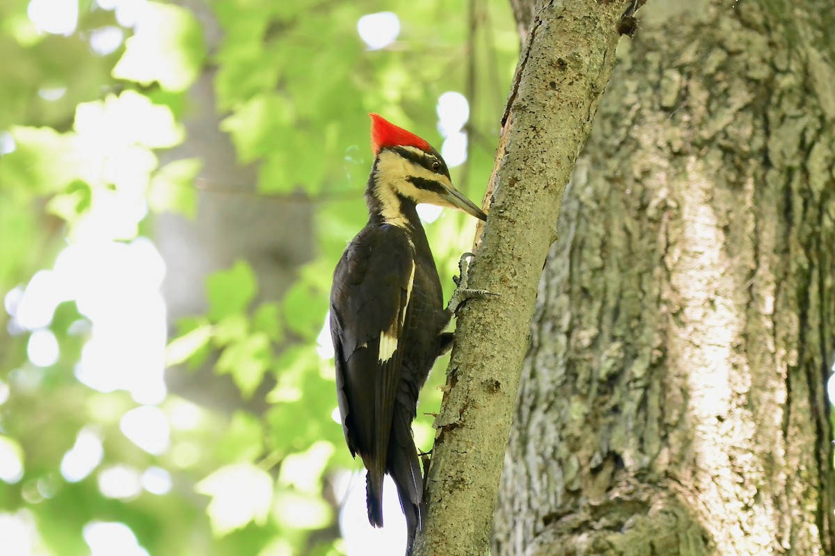 Pileated Woodpecker - ML620183920