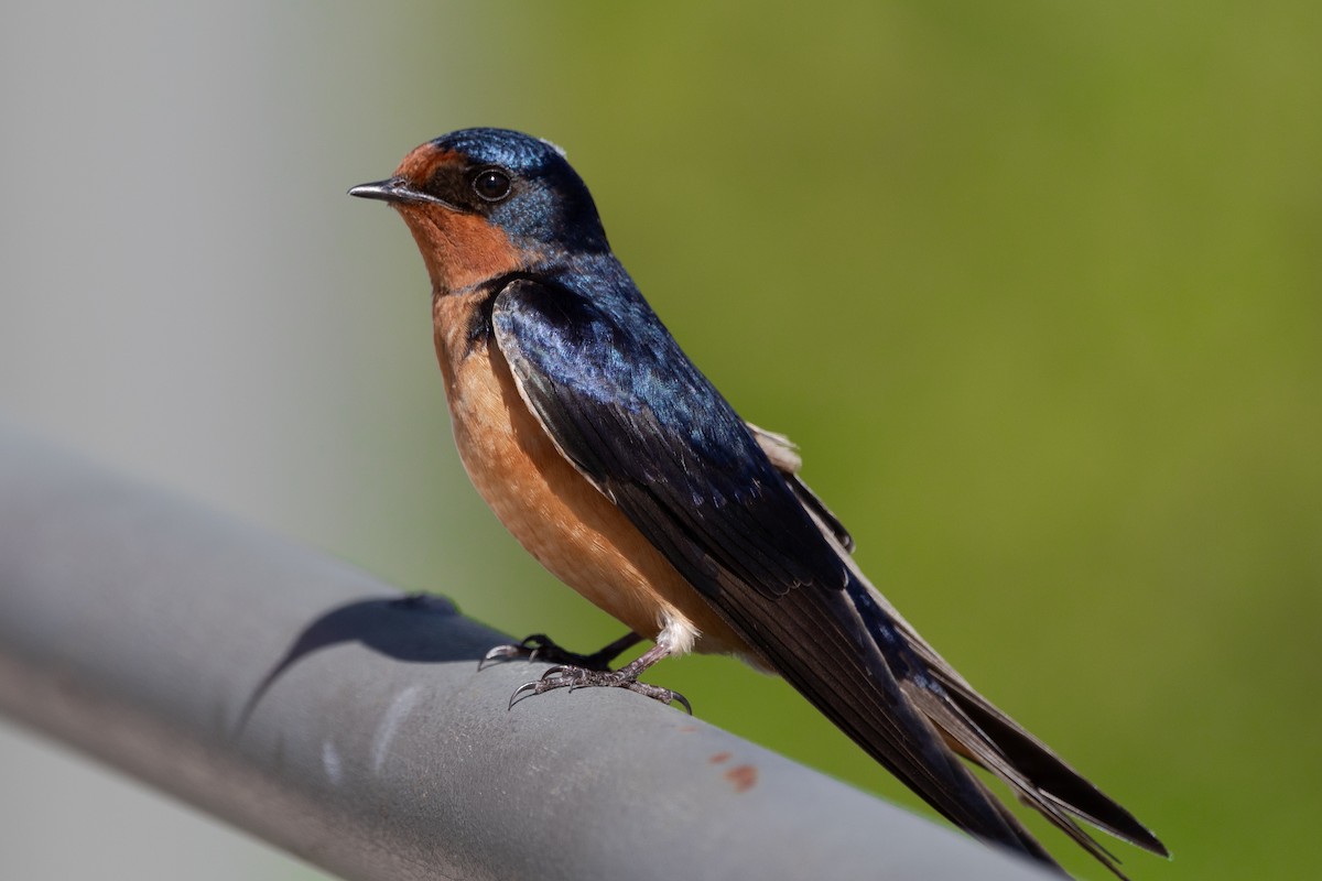 Barn Swallow - ML620183923