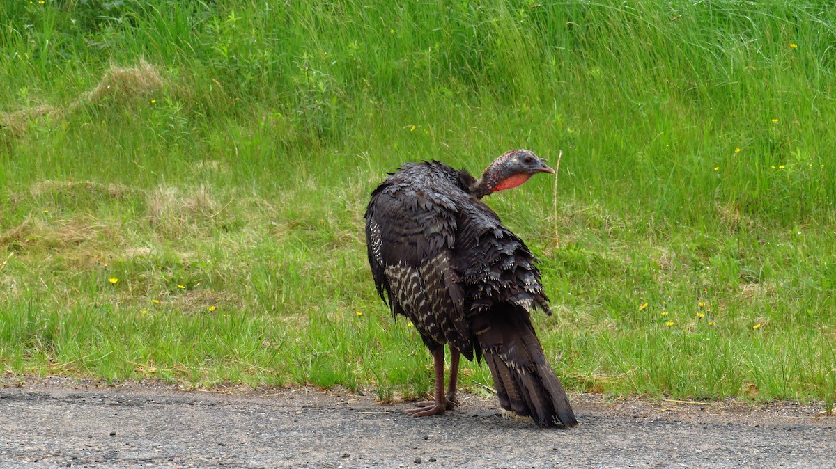 Wild Turkey - ML620183924