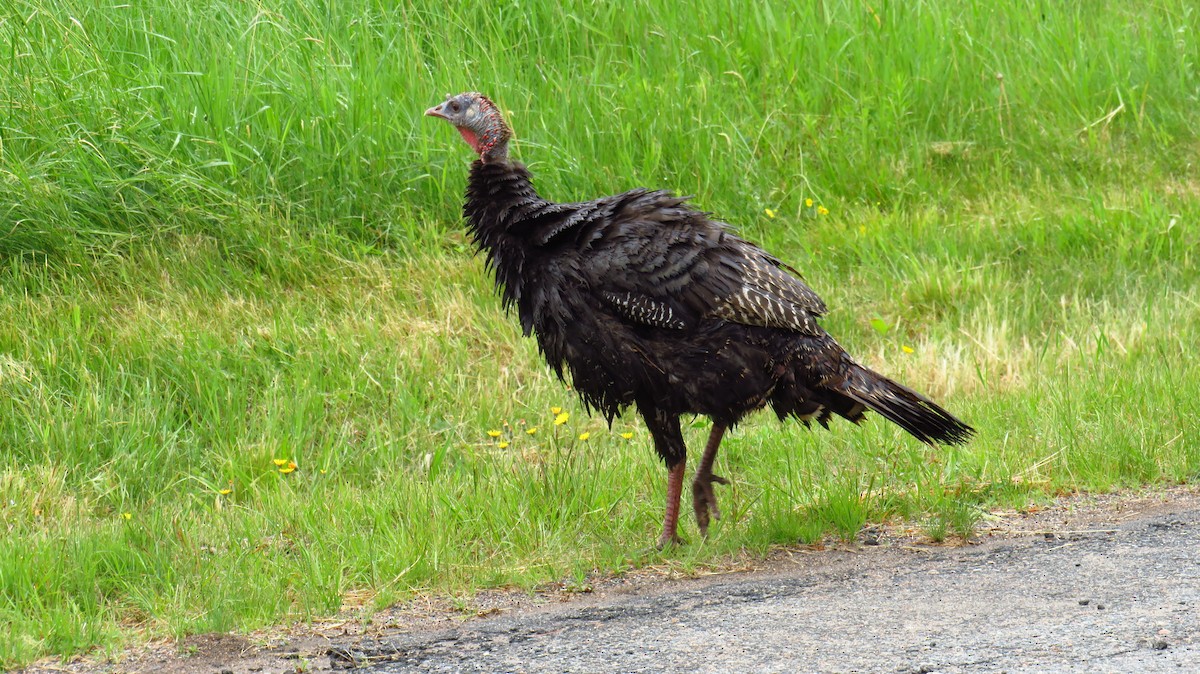 Wild Turkey - ML620183925