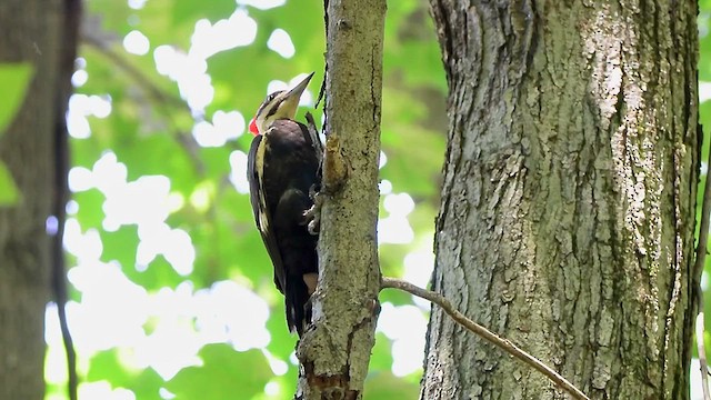 Pileated Woodpecker - ML620183926