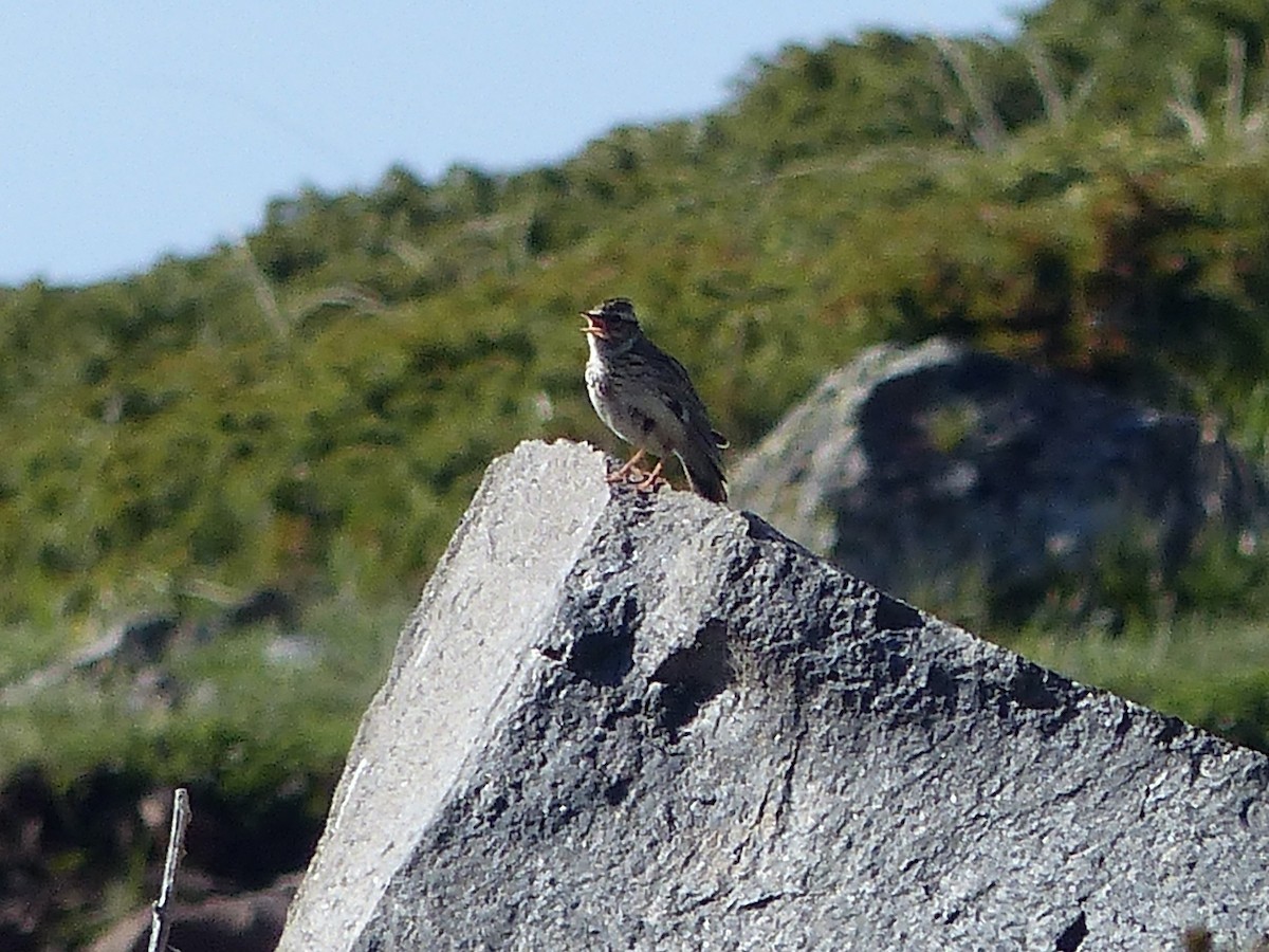 topplerke (cristata gr.) - ML620183928