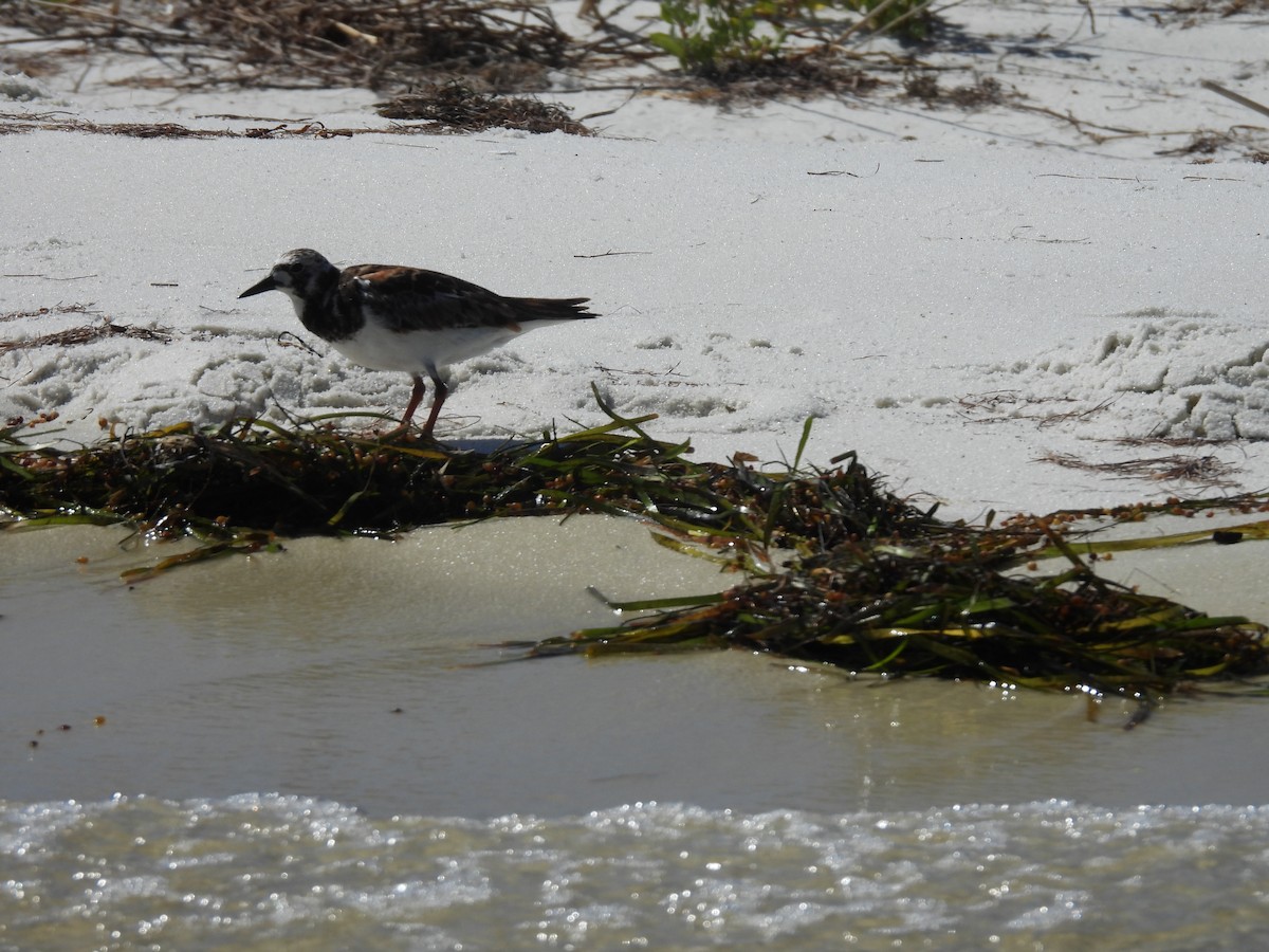 Ruddy Turnstone - ML620183933