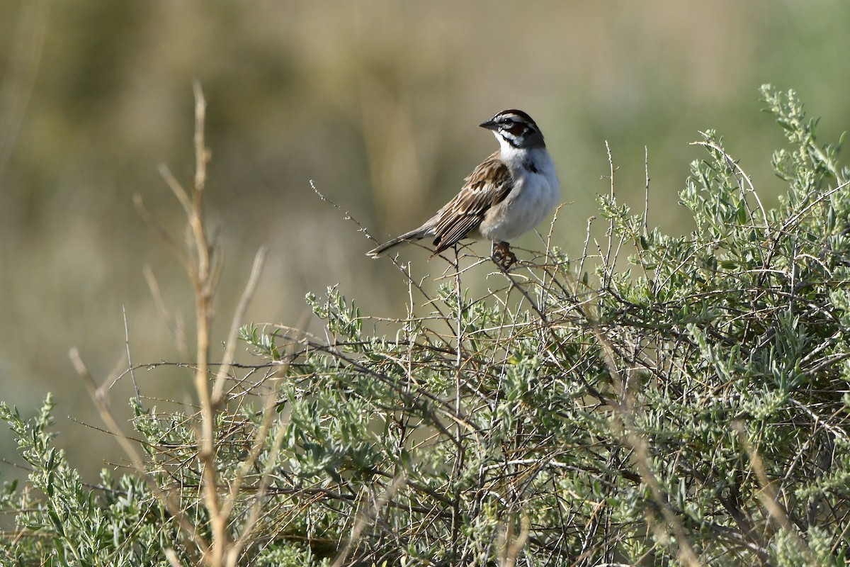 Lark Sparrow - ML620183941