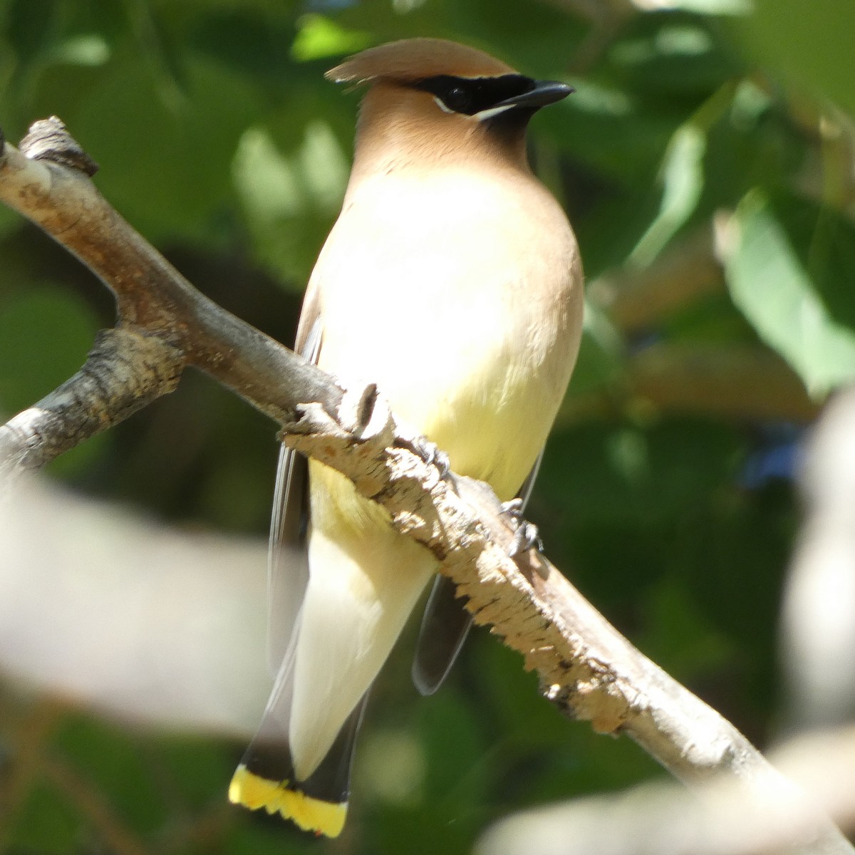 Cedar Waxwing - ML620183944