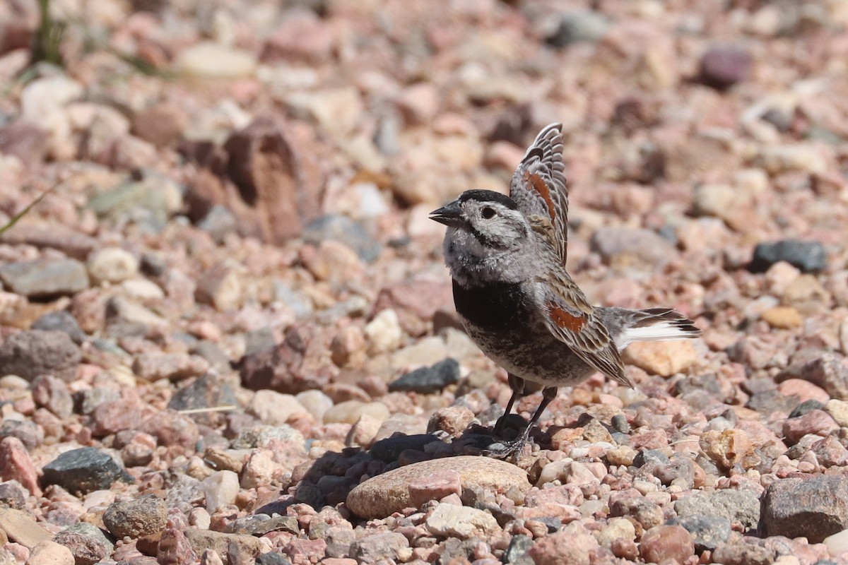 Thick-billed Longspur - ML620183952