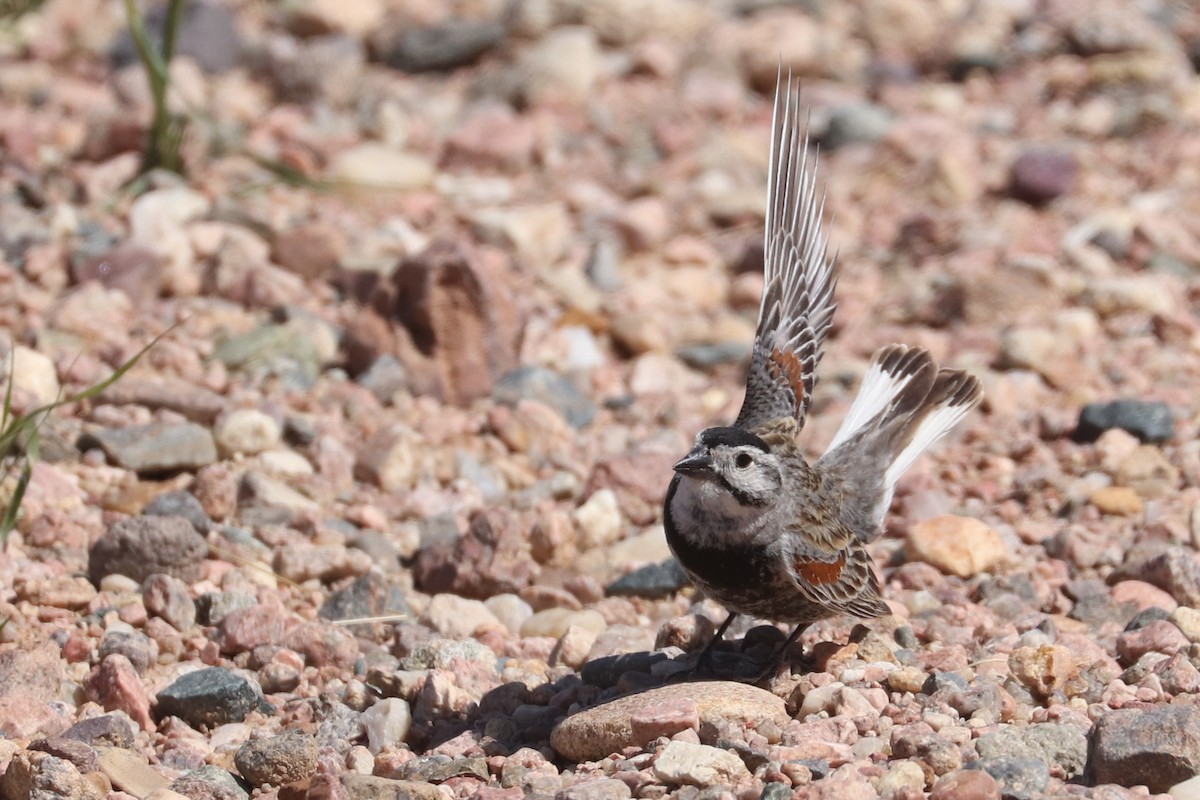 Thick-billed Longspur - ML620183953
