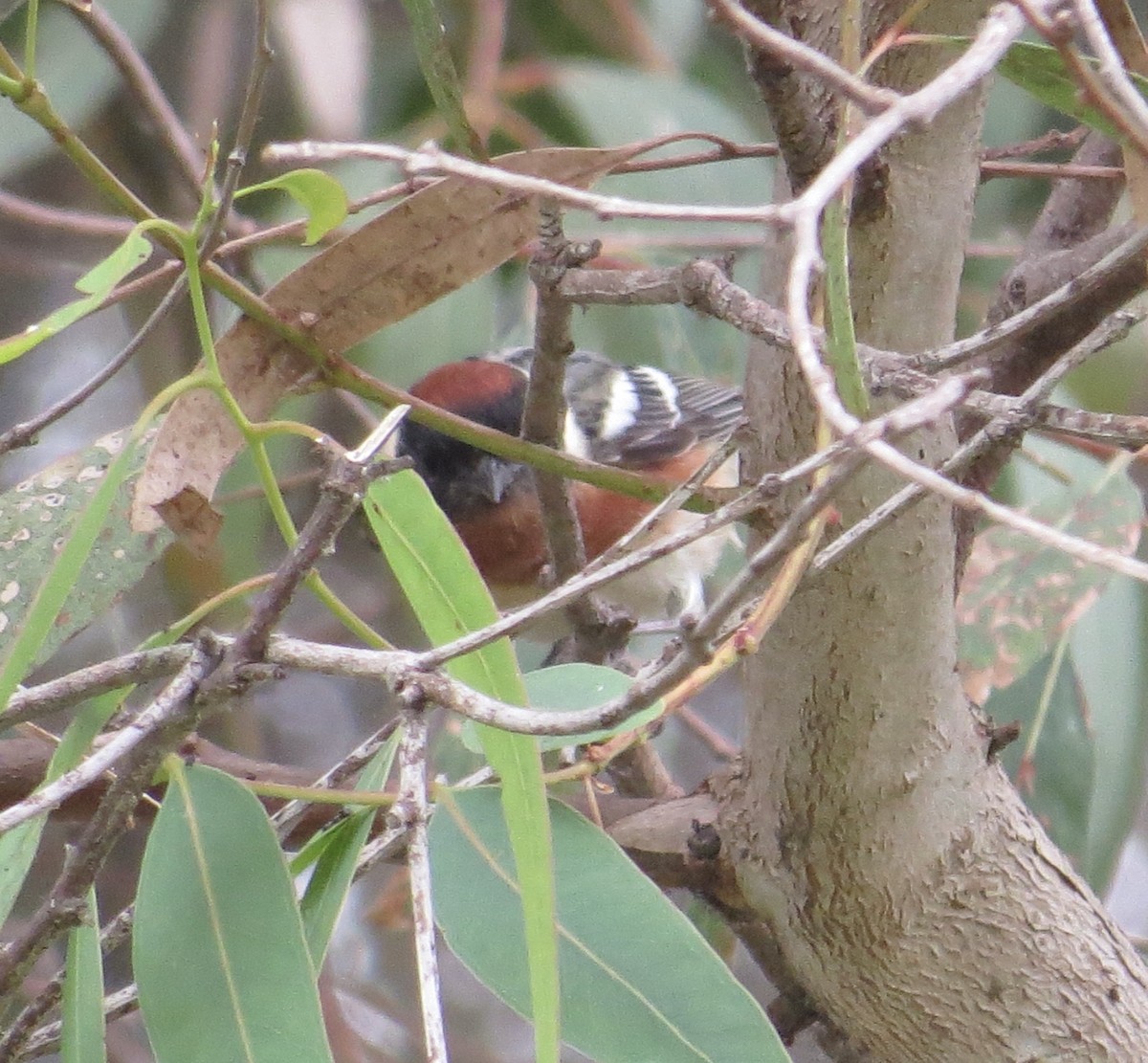 Bay-breasted Warbler - ML620183954