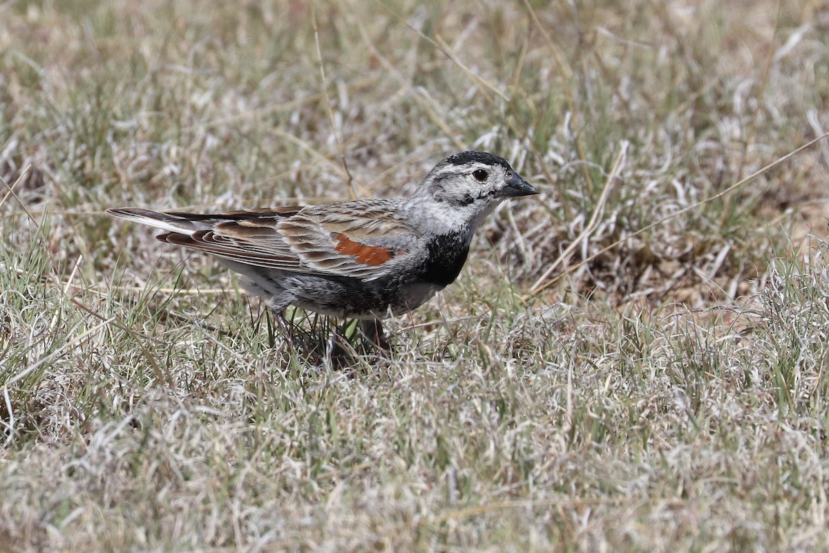 Thick-billed Longspur - ML620183955