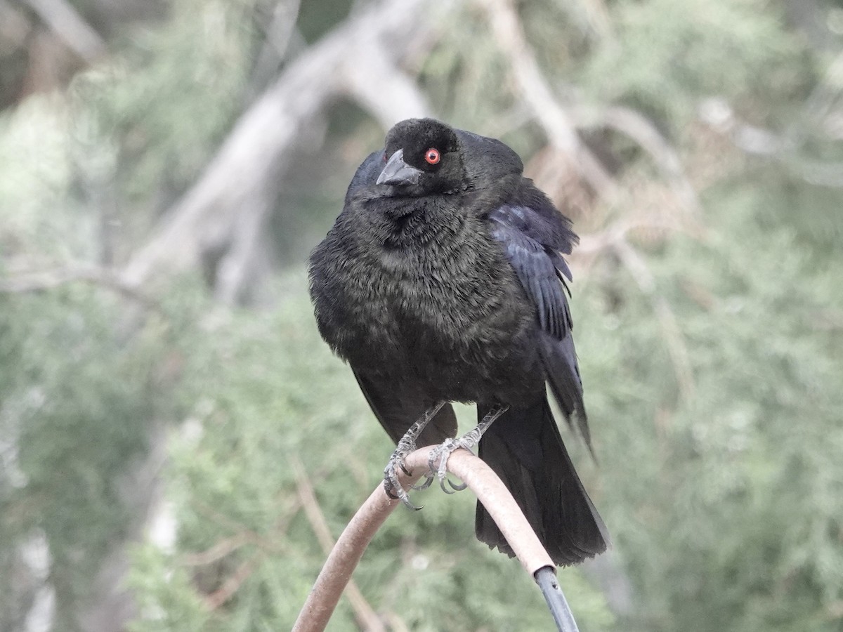 Bronzed Cowbird - ML620183957