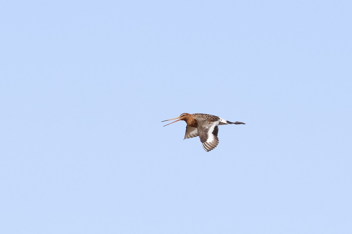 Black-tailed Godwit - ML620183958