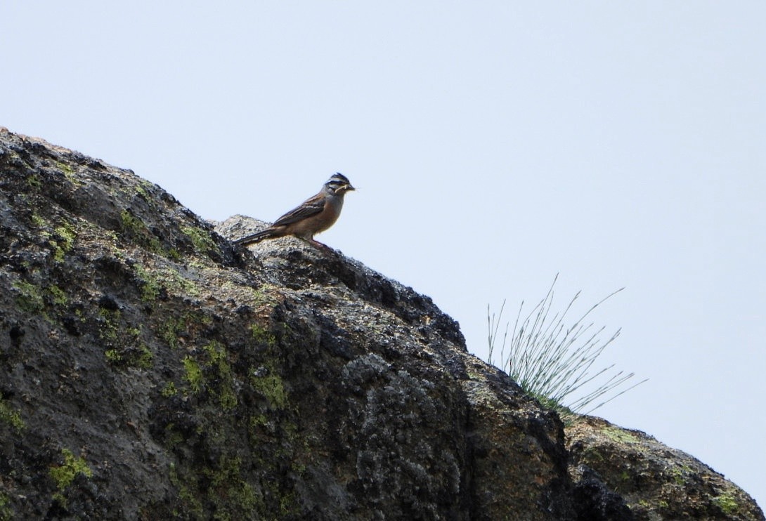 Rock Bunting - ML620183959