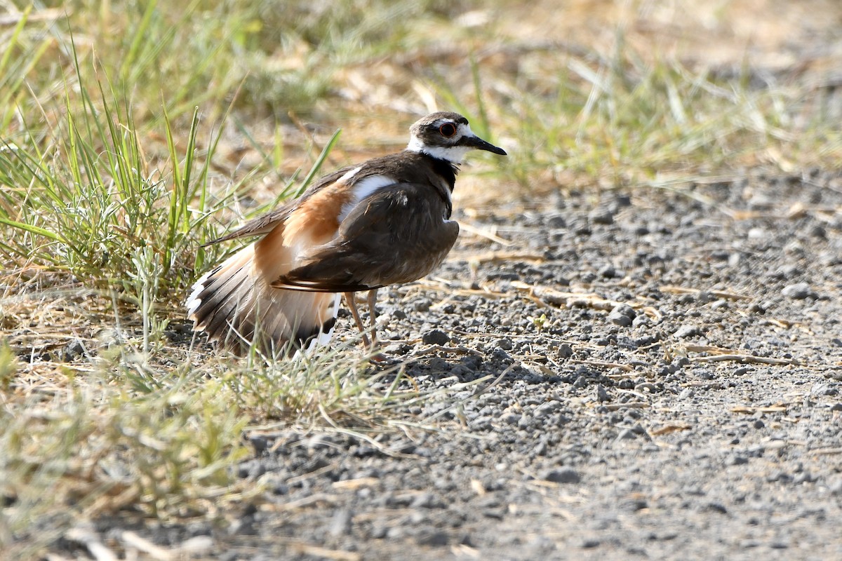 Killdeer - ML620183968