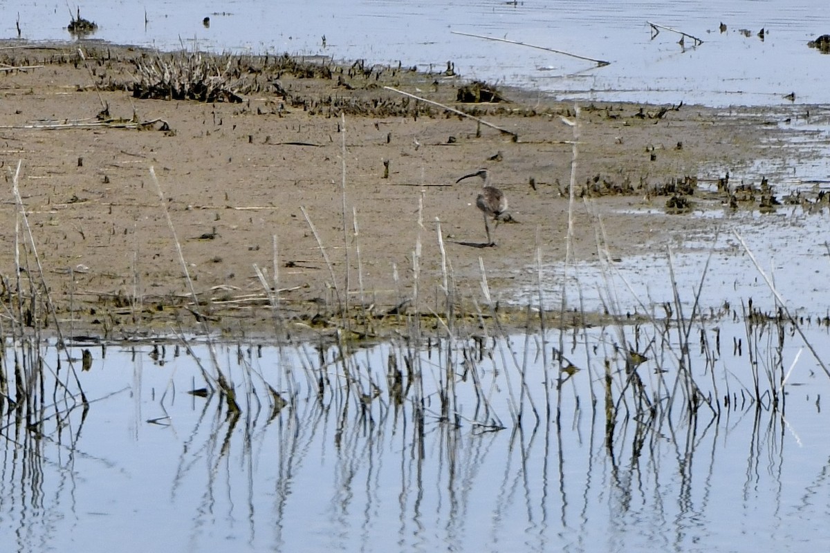 Whimbrel - ML620183975