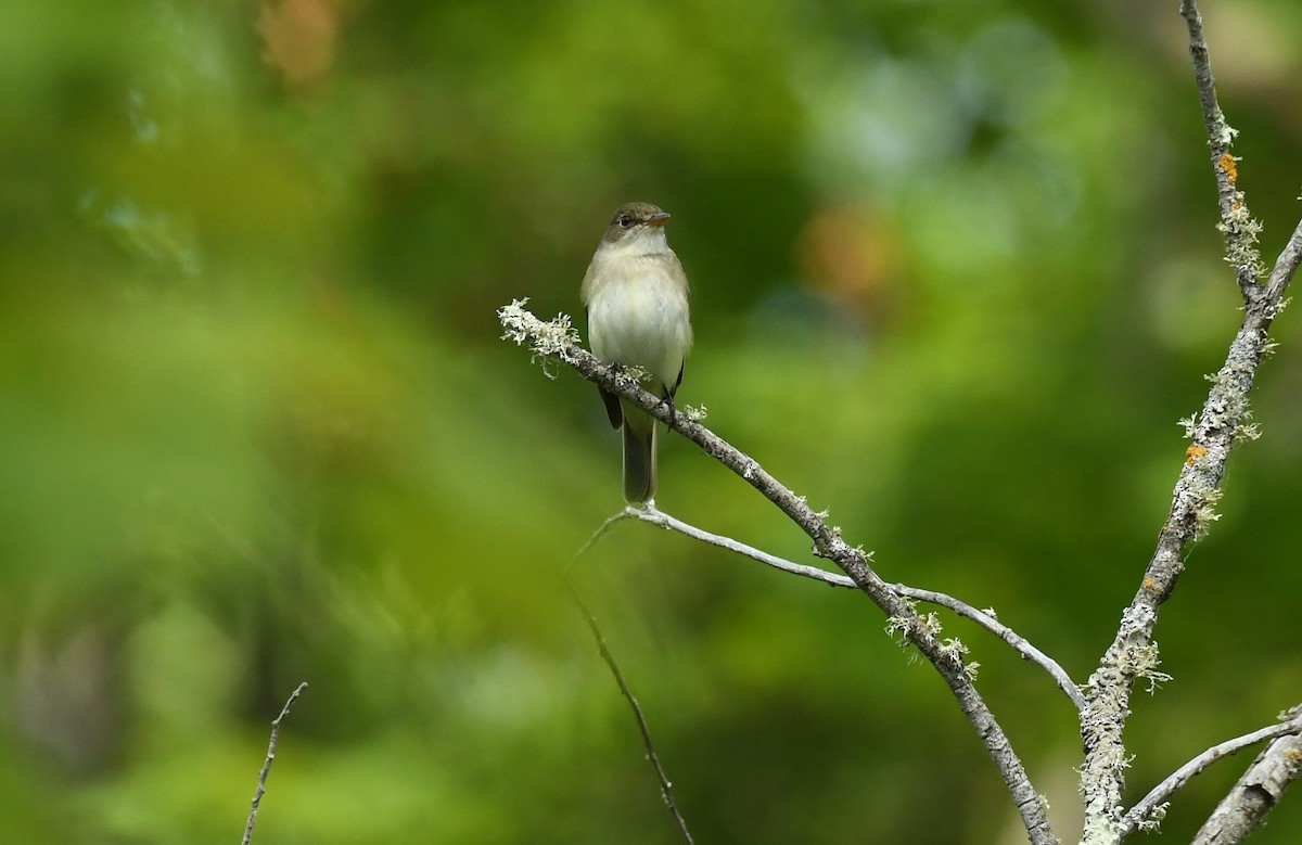 Alder Flycatcher - ML620183978