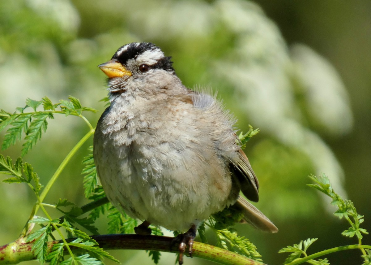 White-crowned Sparrow - ML620183982