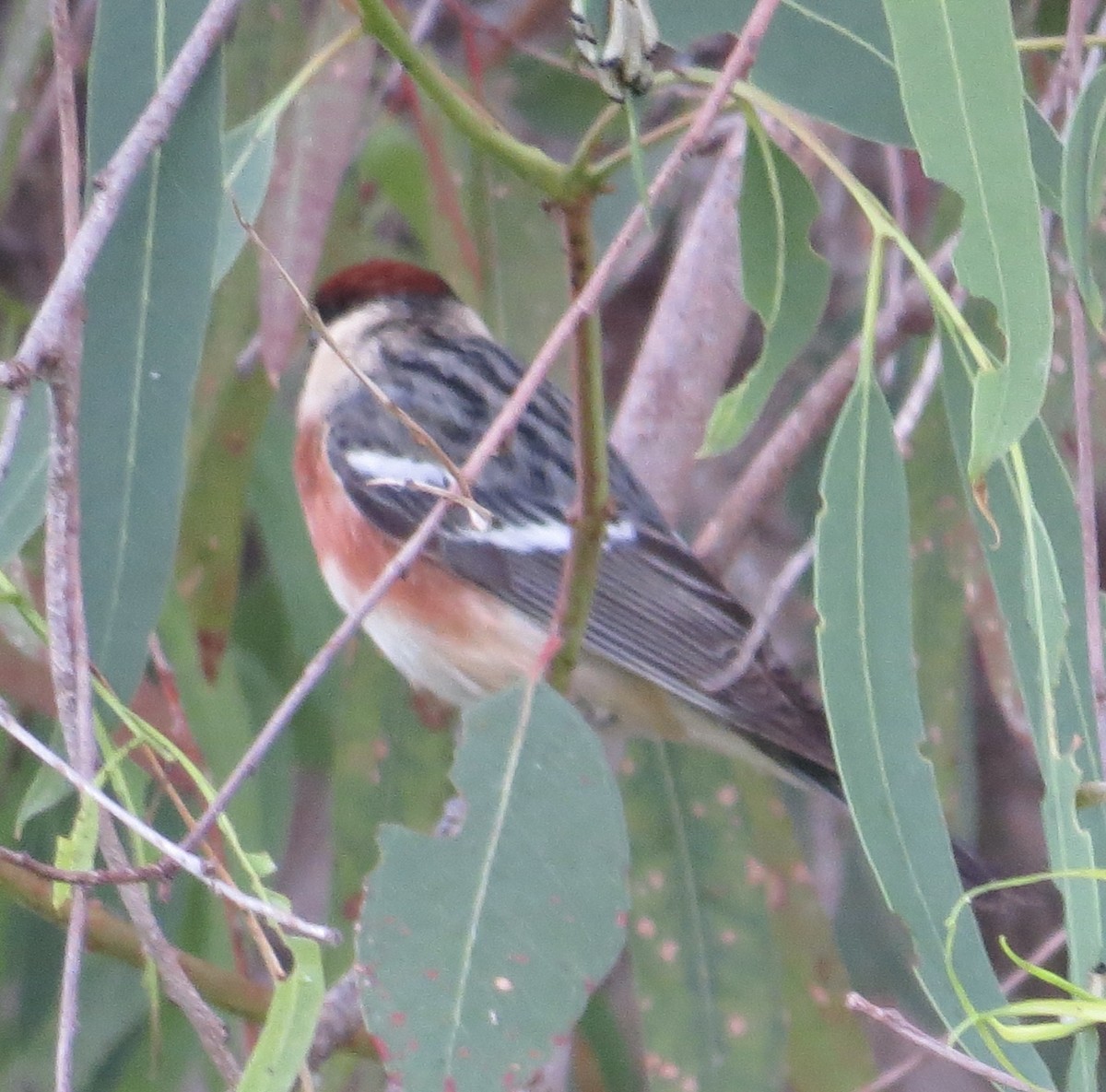 Bay-breasted Warbler - ML620183983