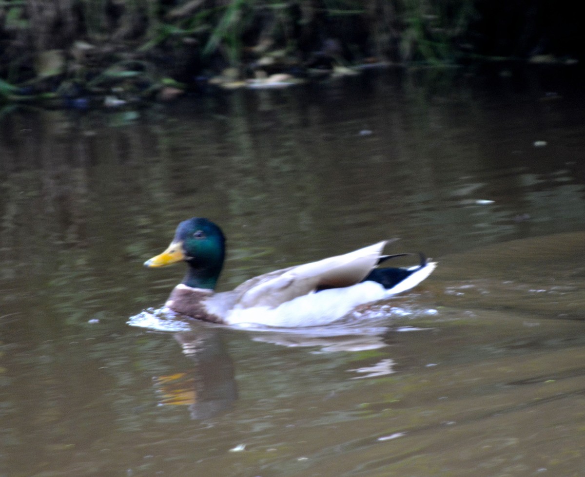 Mallard - ML620183989