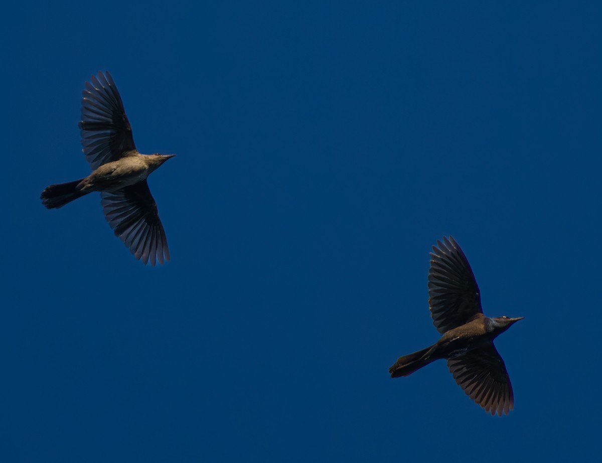 Common Grackle - ML620183990