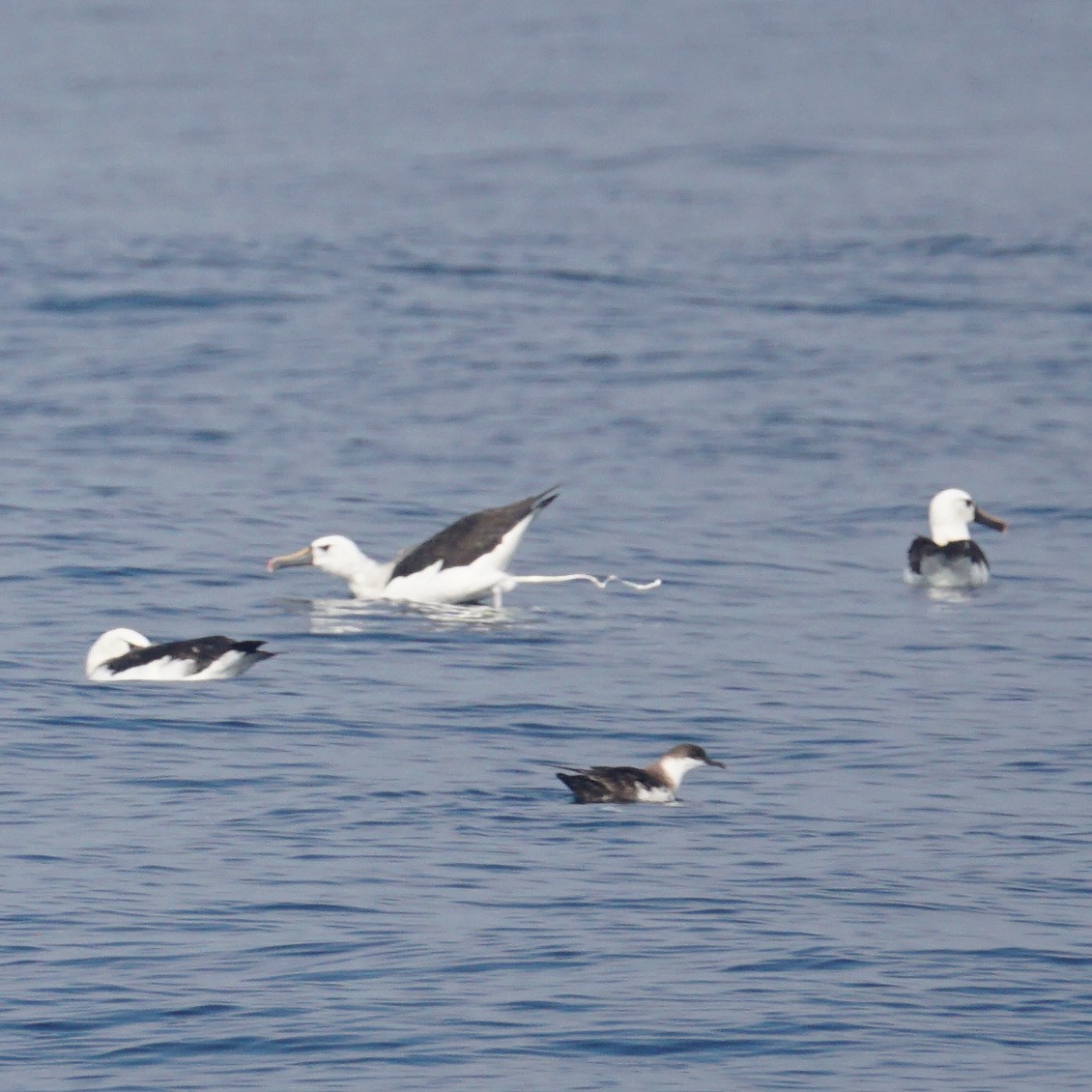 Atlantic Yellow-nosed Albatross - ML620183992