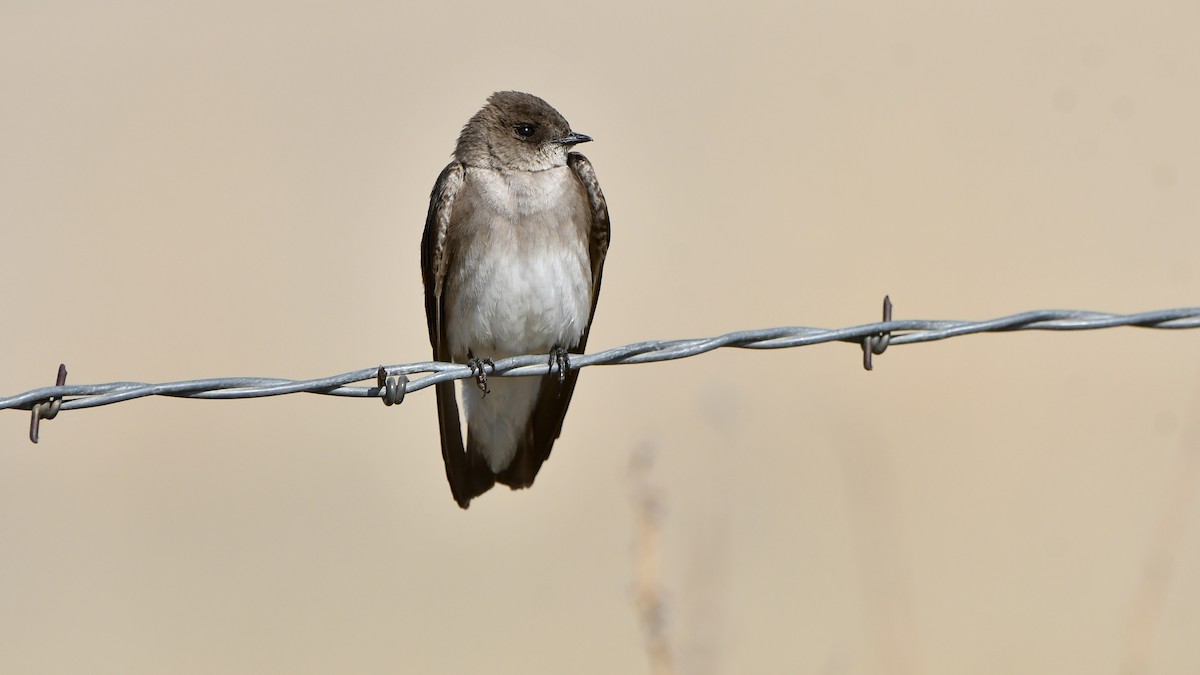 Northern Rough-winged Swallow - ML620184001