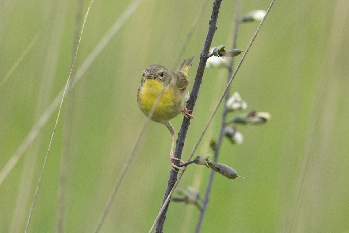 Common Yellowthroat - ML620184003