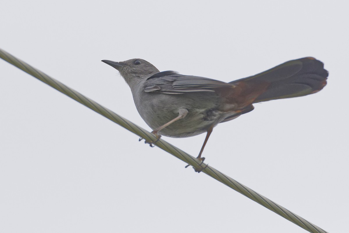 Gray Catbird - ML620184007