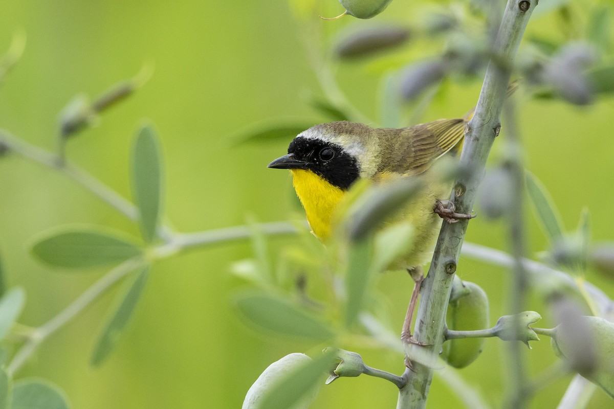 Common Yellowthroat - ML620184009