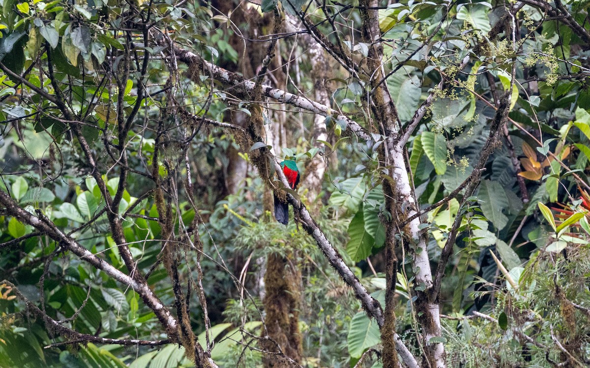 Golden-headed Quetzal - ML620184010