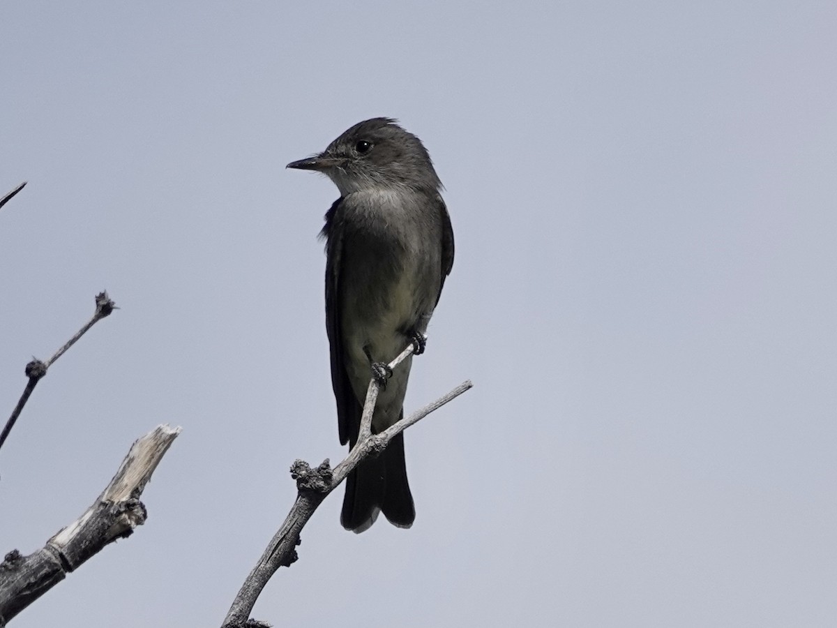 Western Wood-Pewee - ML620184011