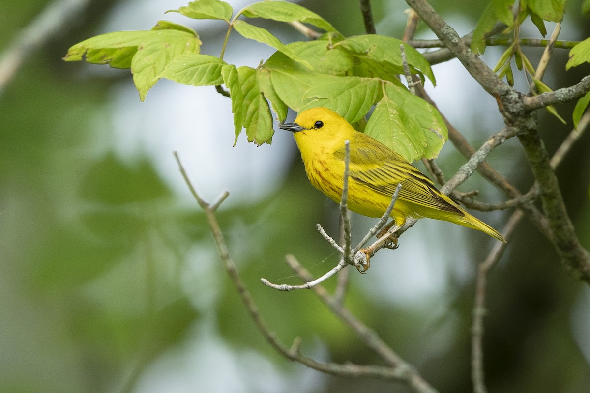 Yellow Warbler (Northern) - ML620184019