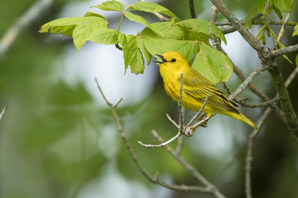 Yellow Warbler (Northern) - ML620184020