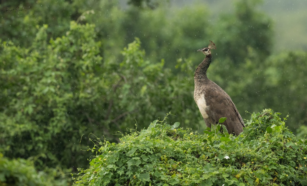 Indian Peafowl - ML620184021